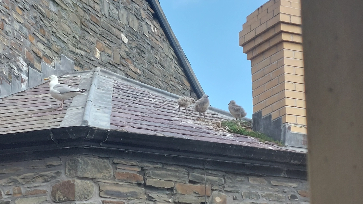 Seagull and chicks on roof in Wales